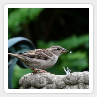 House Sparrow takes a drink. Sticker